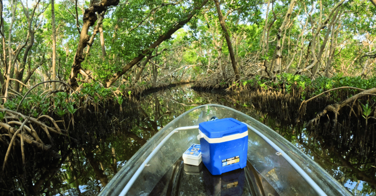 Deep inside mangrove tunnel – Emerson Point Preserve