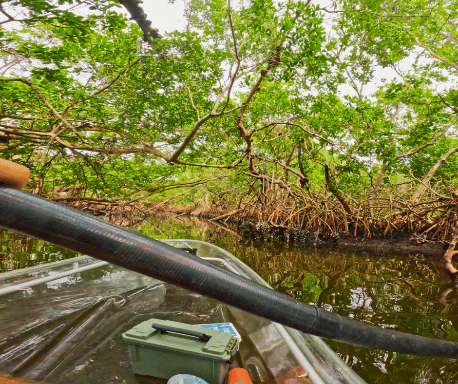Dolphins swimming under clear kayak
