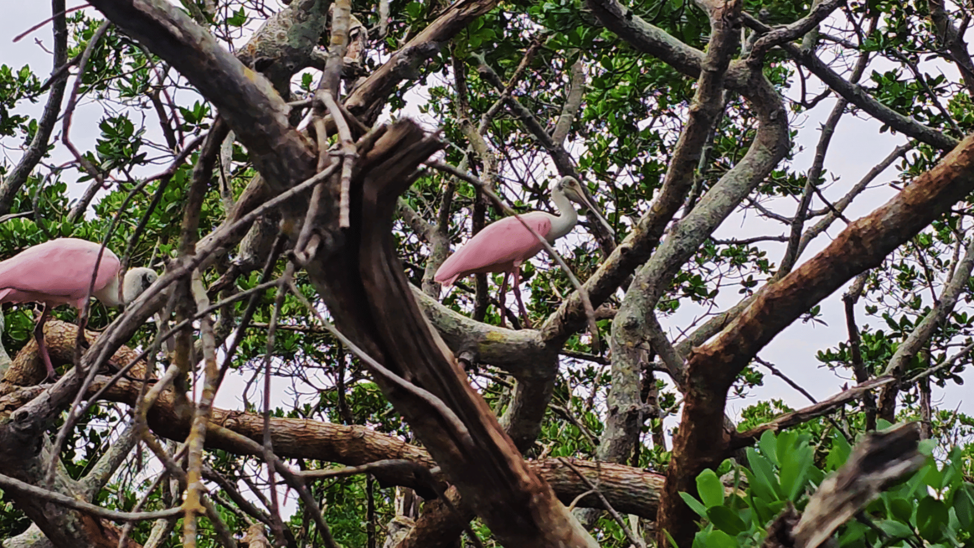 Glass bottom clear kayak tours Bradenton FL – Manatee spotting
