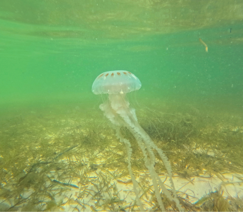 Jellyfish in Sarasota Bay