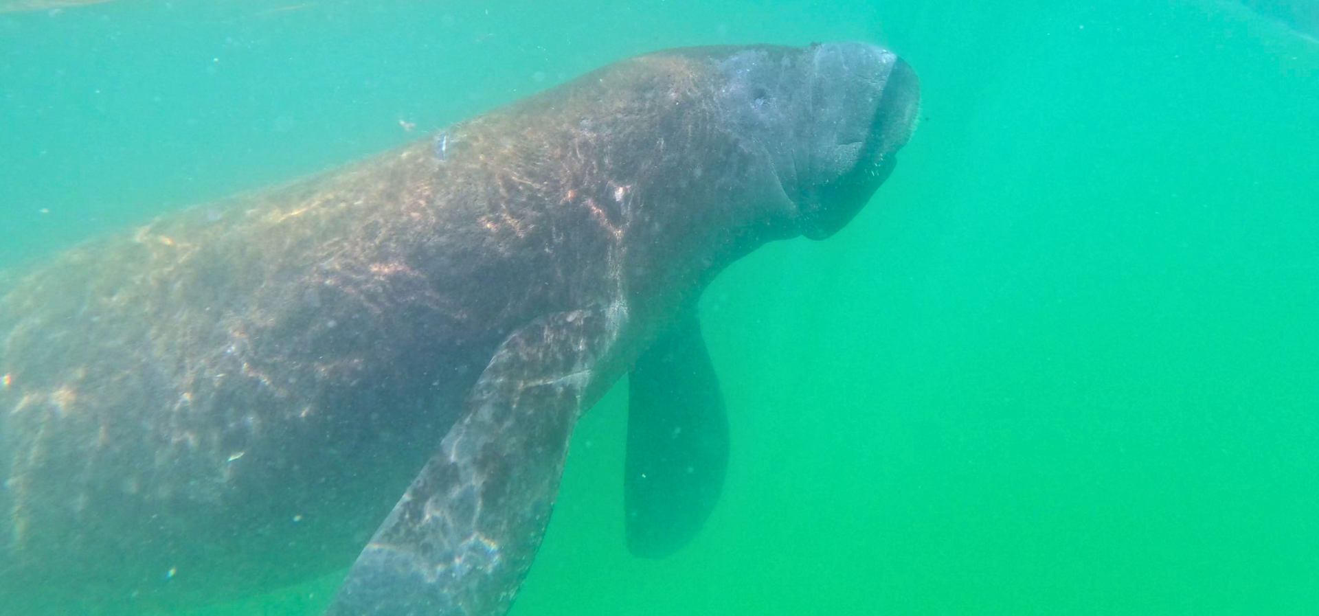 Florida Manatee