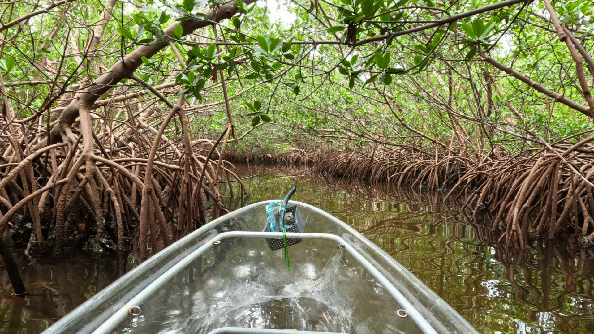 2-Hour Mangrove Tunnel Tour - Best Kayak Tours in Bradenton FL