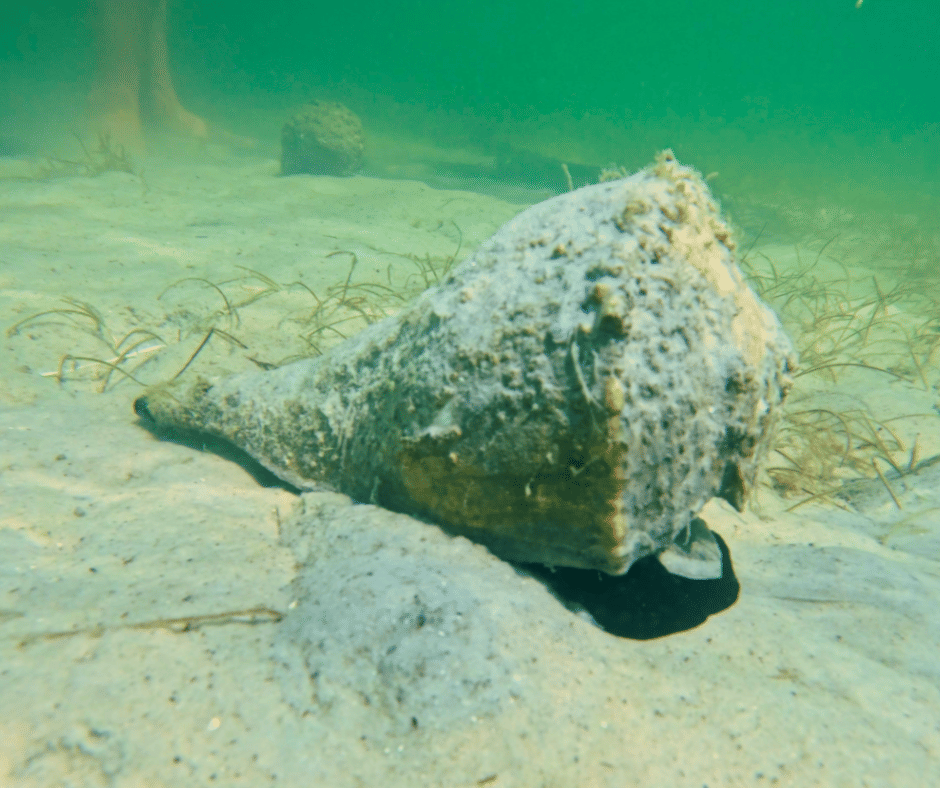 Clear kayak directly over manatee