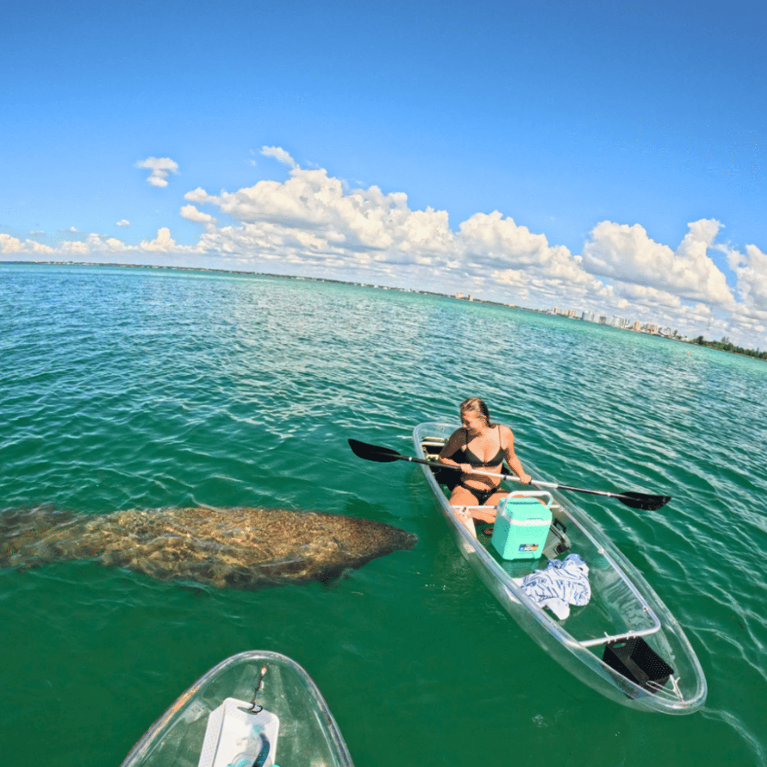 2-Hour Sarasota Mangrove Tunnel Eco Tour with clear kayaks