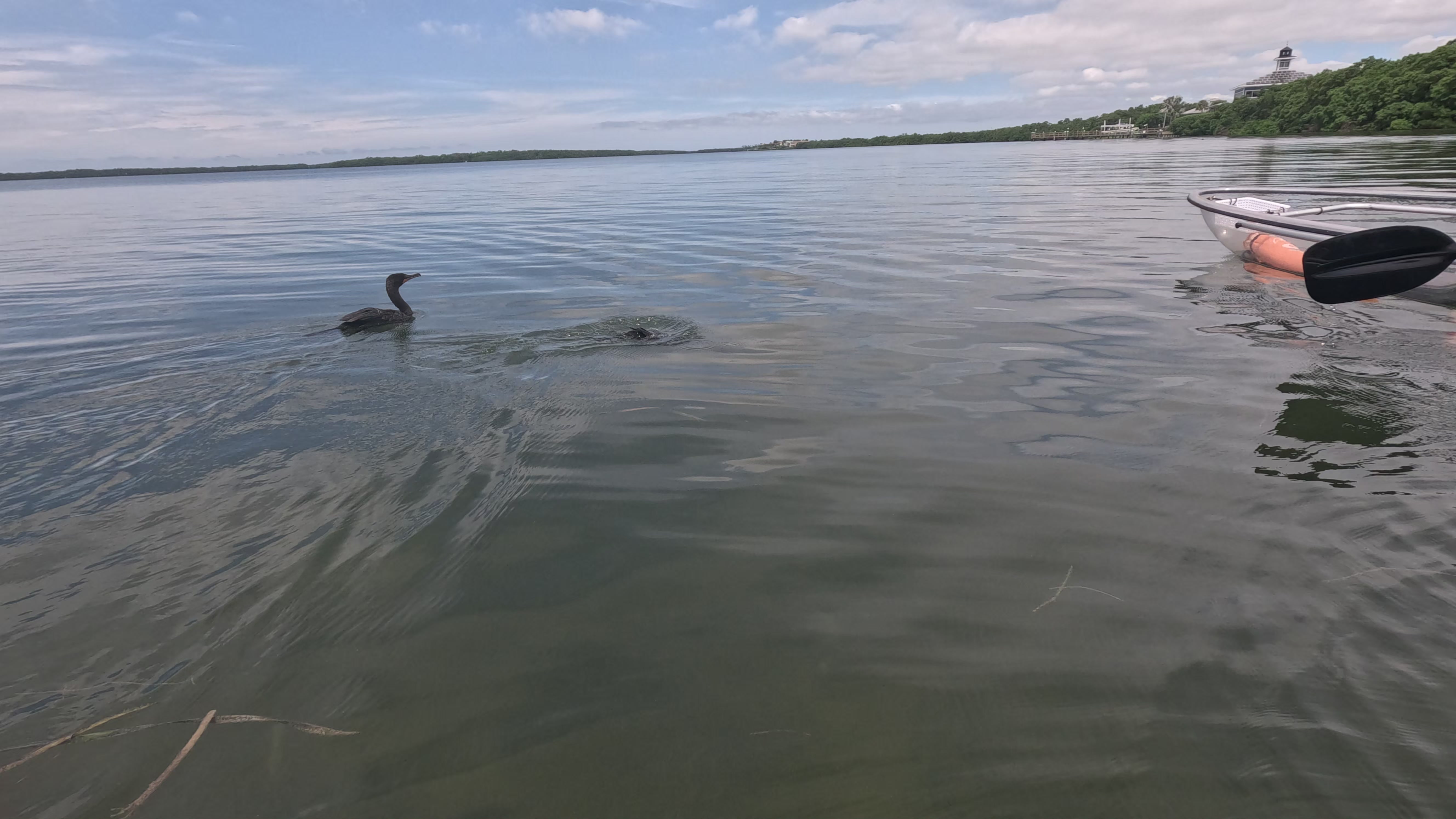 Paddling under oaks at Coffee Pot Bayou