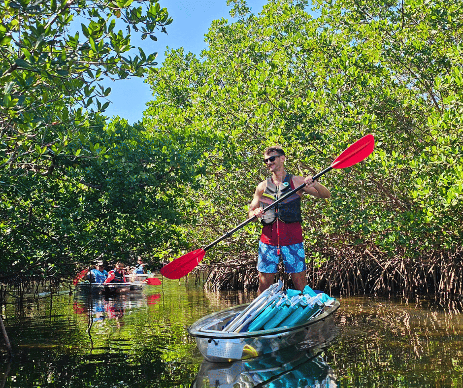 Clear kayak tours in Sarasota Florida with mangrove tunnels and crystal clear waters