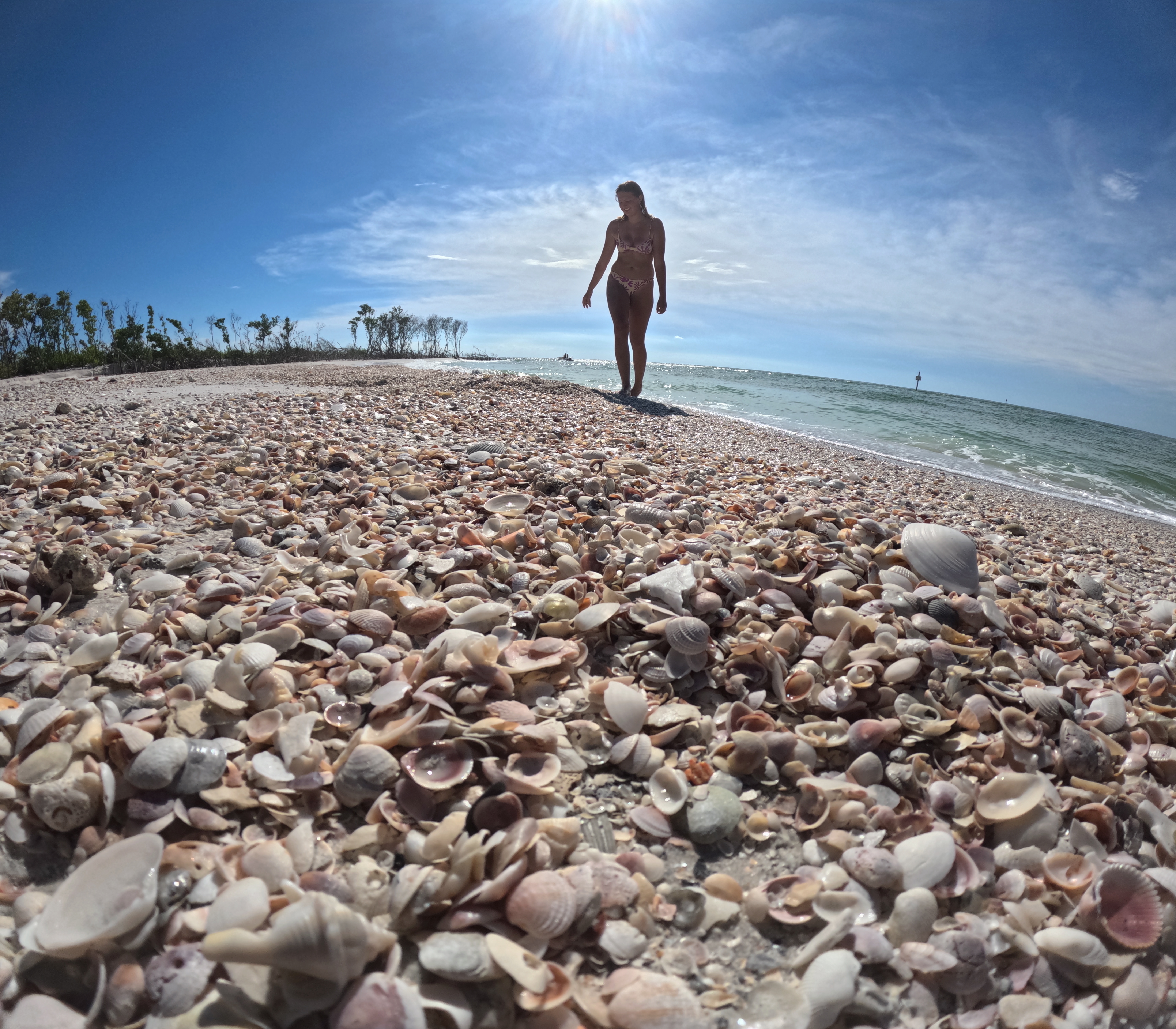Dolphins near clear kayak in St. Pete