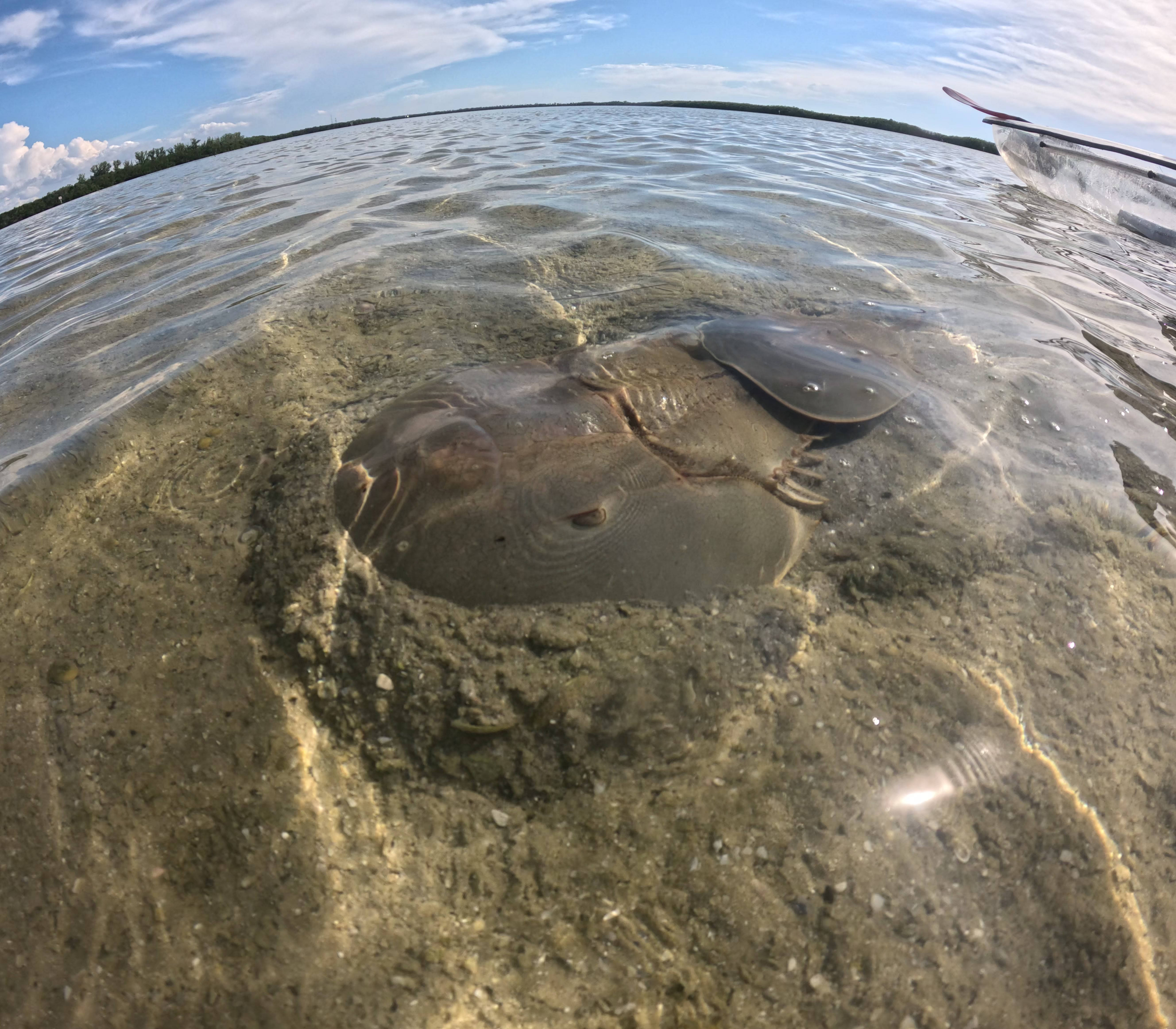 Birds near clear kayak rental